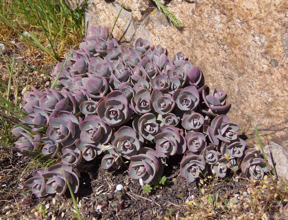 Image of Hylotelephium stepposum specimen.