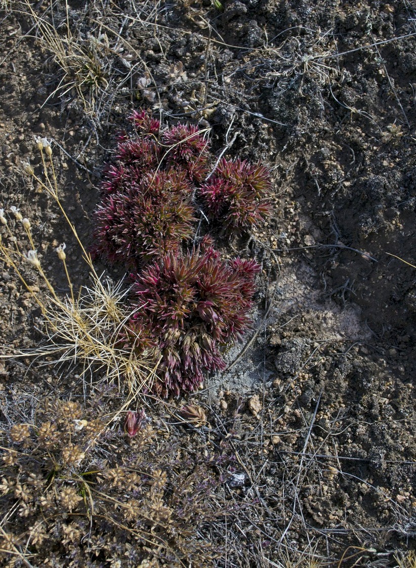 Image of Saxifraga spinulosa specimen.