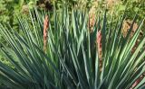 Yucca gloriosa