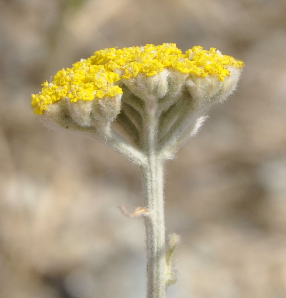 Image of Achillea coarctata specimen.