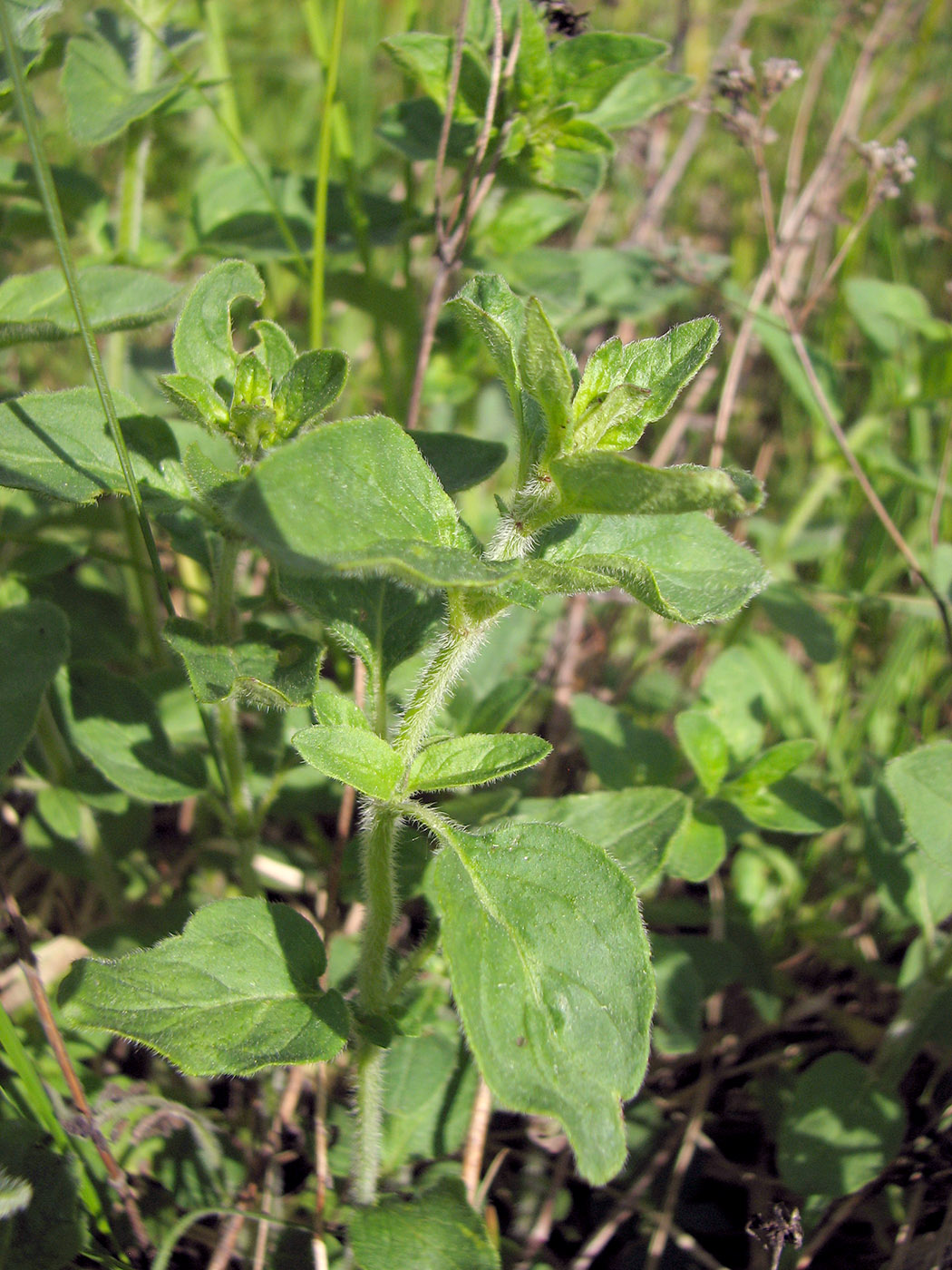 Image of Origanum vulgare specimen.