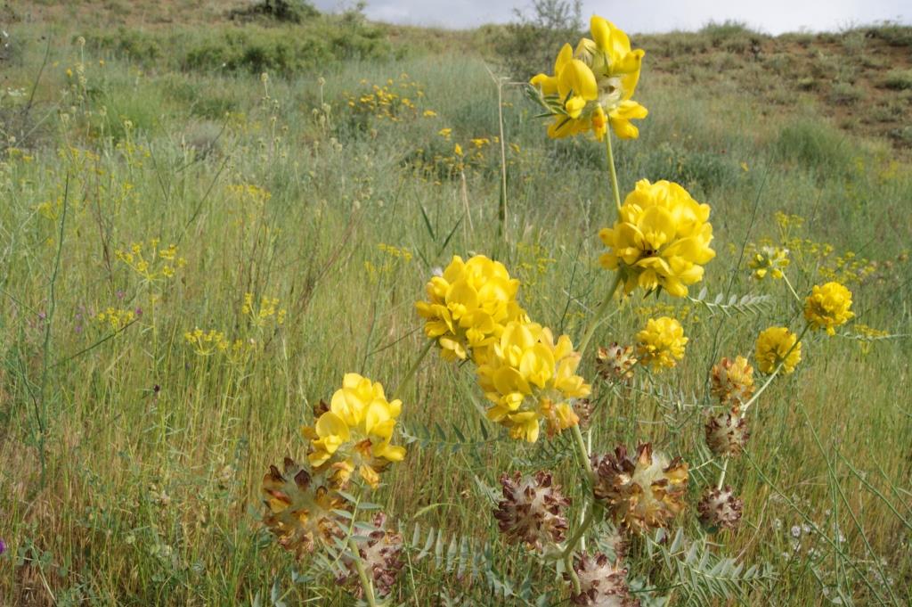 Изображение особи Astragalus regelii.