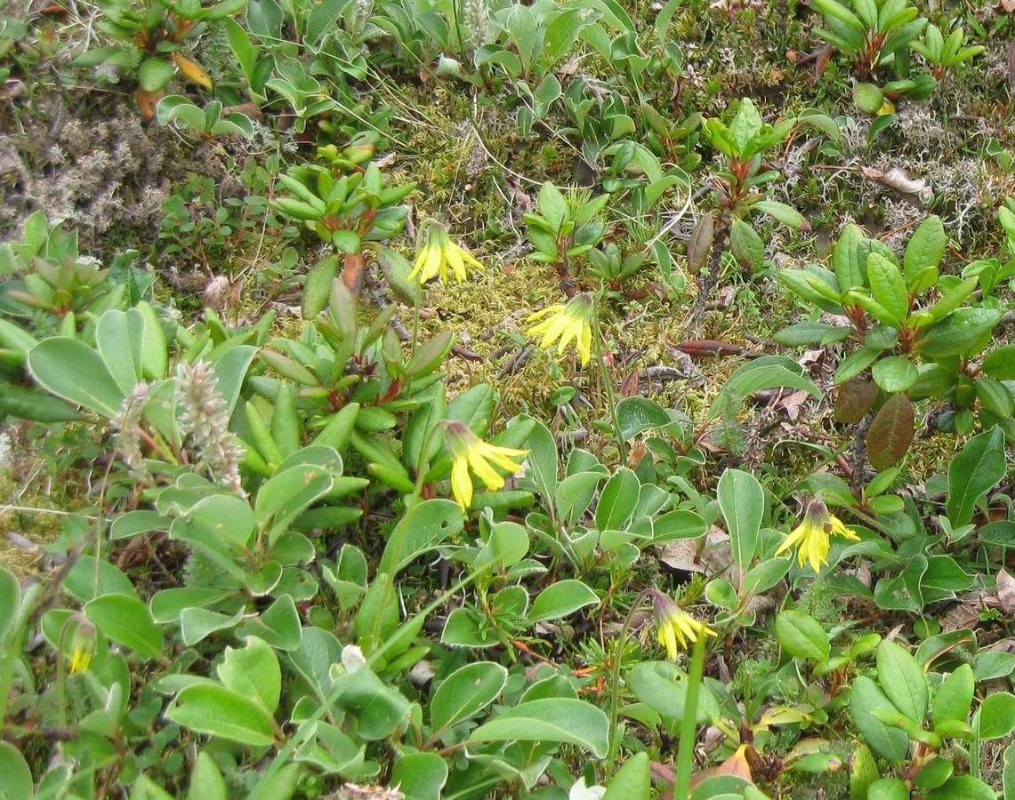 Image of Arnica lessingii specimen.