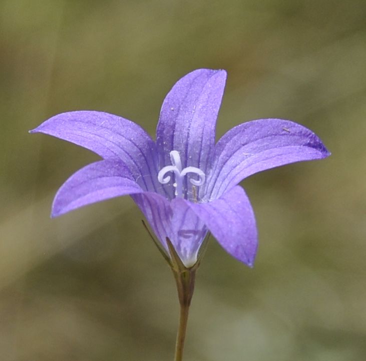 Image of genus Campanula specimen.