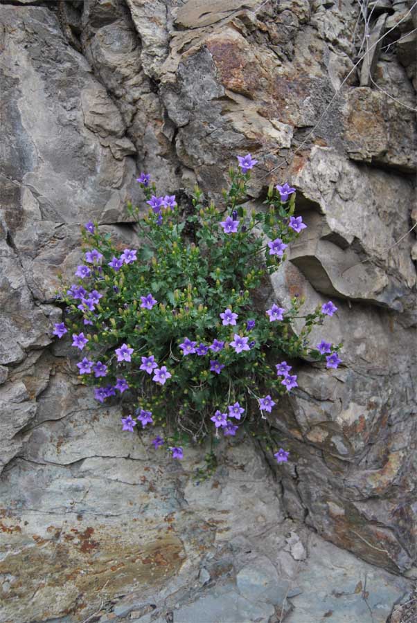 Image of Campanula bayerniana specimen.