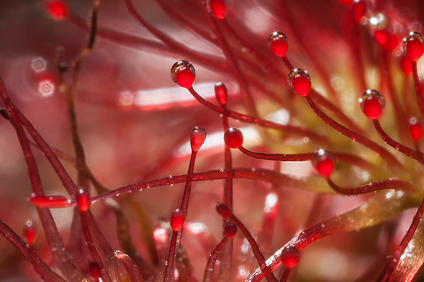 Image of Drosera rotundifolia specimen.