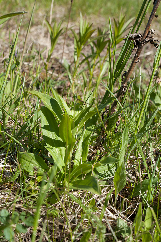 Image of Gentiana cruciata specimen.