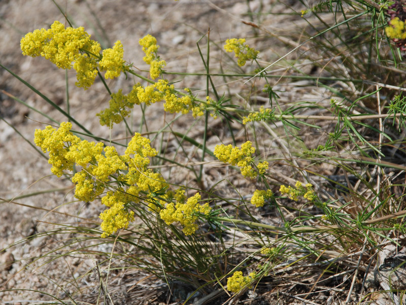 Image of Galium verum specimen.