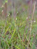 Linum catharticum. Цветущее и плодоносящее растение. Ленинградская обл., Волосовский р-н, суходольный разнотравно-злаковый луг. 16.07.2017.