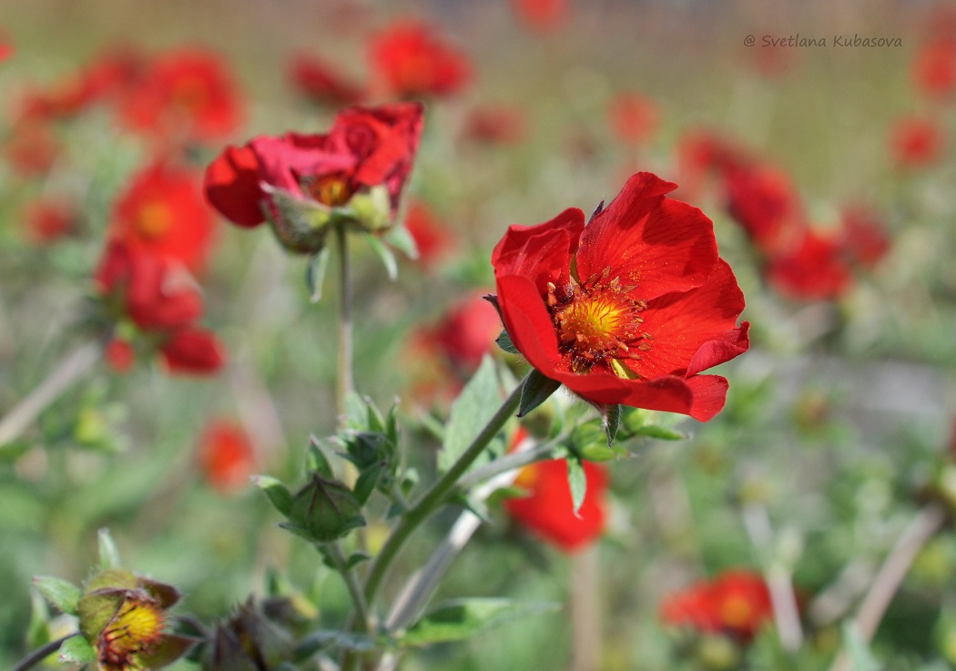 Image of Potentilla argyrophylla var. atrosanguinea specimen.