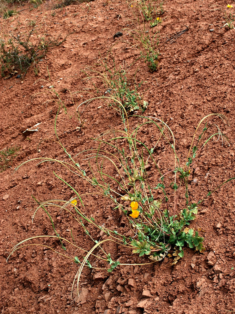 Image of Glaucium fimbrilligerum specimen.