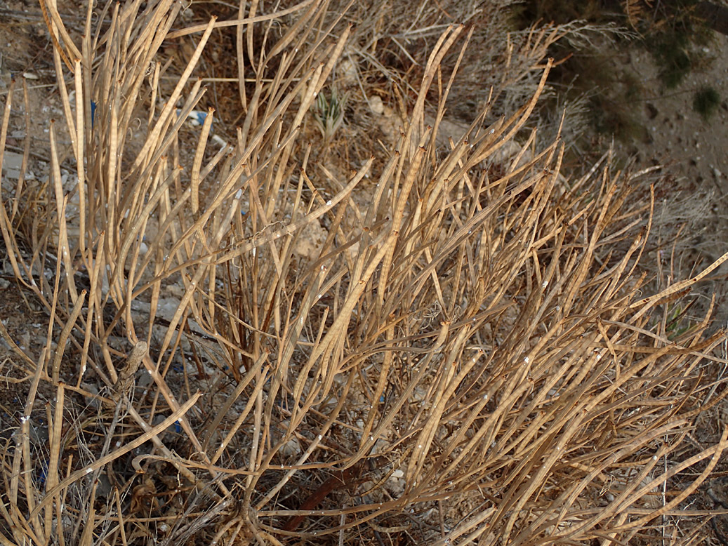 Image of Matthiola incana specimen.