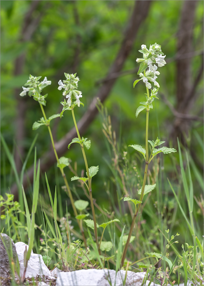 Изображение особи Stachys pubescens.