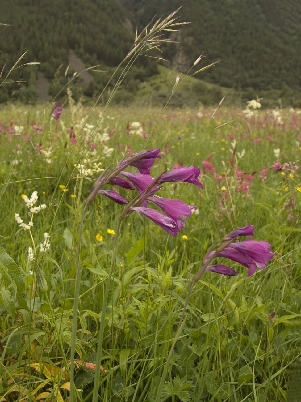 Image of Gladiolus tenuis specimen.