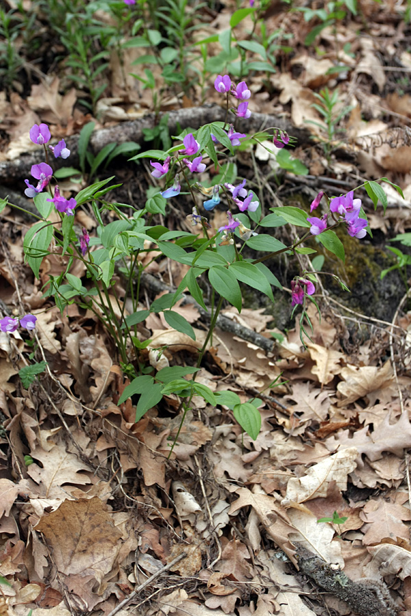 Image of Lathyrus vernus specimen.