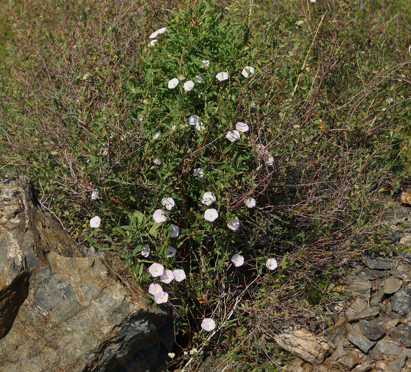 Image of Convolvulus arvensis specimen.