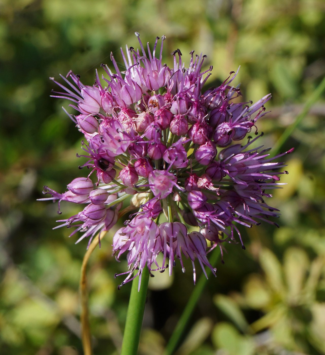 Image of Allium montanostepposum specimen.