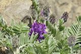 Oxytropis ruthenica