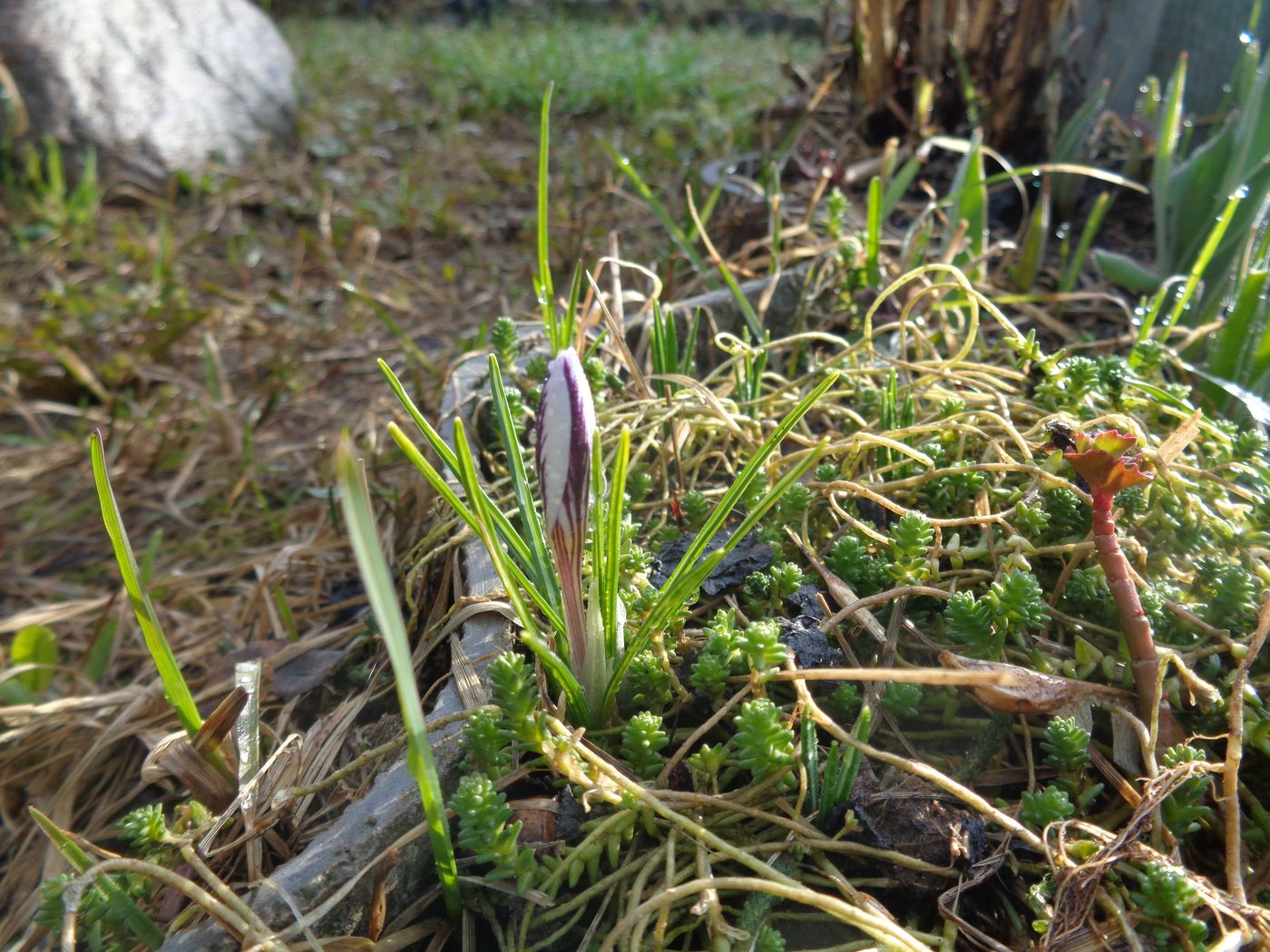 Image of Crocus sieberi specimen.