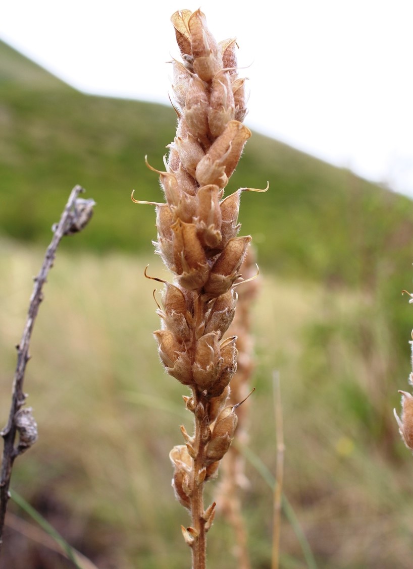 Изображение особи Oxytropis kasakorum.