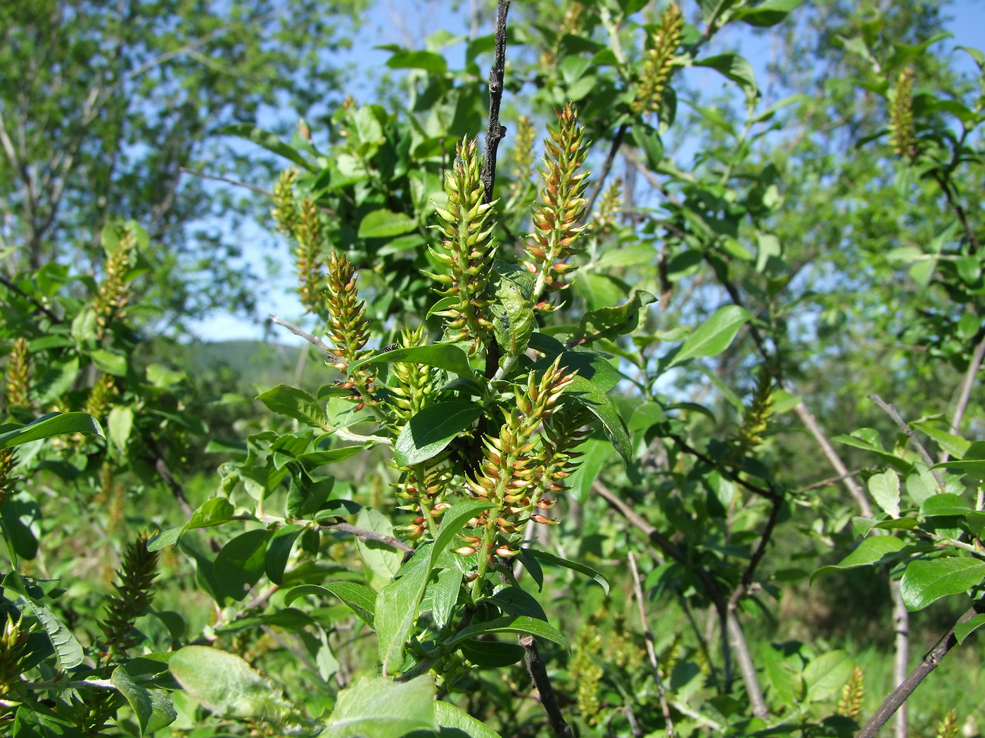 Изображение особи Salix hastata.