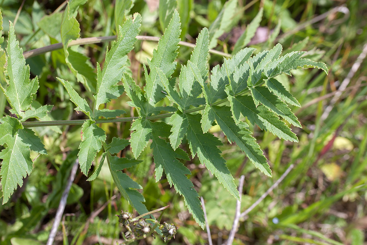 Image of Pastinaca sativa specimen.