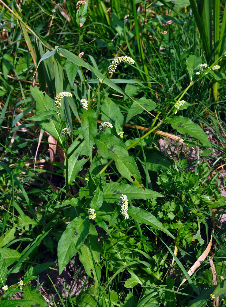 Image of Persicaria lapathifolia specimen.