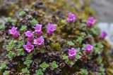 Saxifraga asiatica. Цветущее растение. Кыргызстан, Иссык-Кульская обл., Внутренний Тянь-Шань, хр. Терскей Ала-Тоо, ущ. Чон-Кызылсуу, скальная стенка над водопадом на левом притоке Саватор (в 3 км выше метеостанции), 2800 м н.у.м. 17.05.2018.