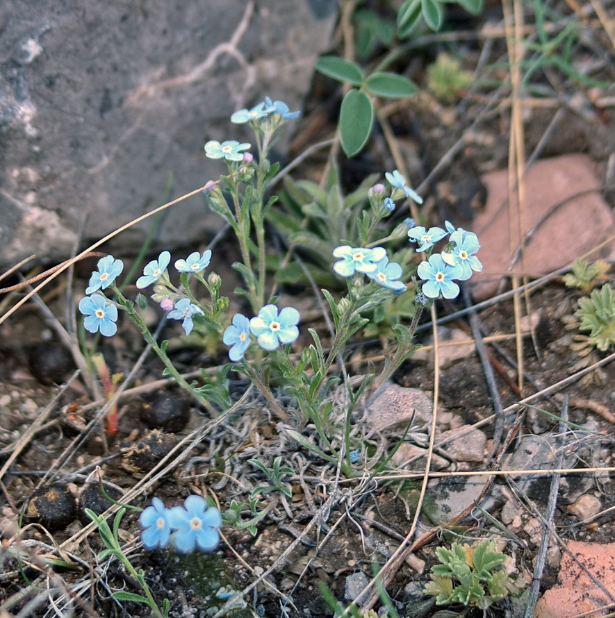 Image of Eritrichium pectinatum specimen.