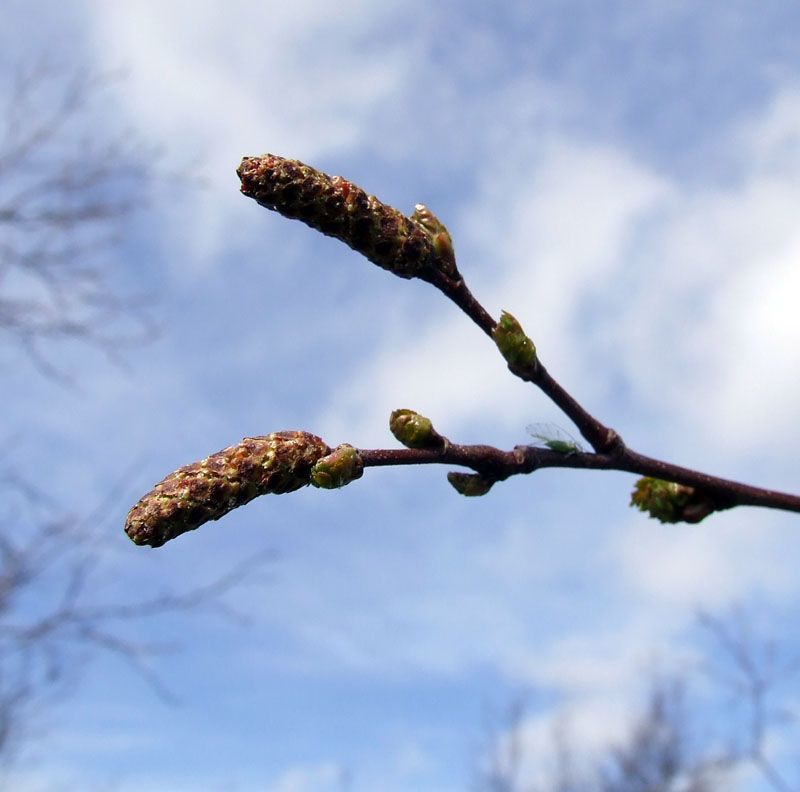 Изображение особи Betula czerepanovii.