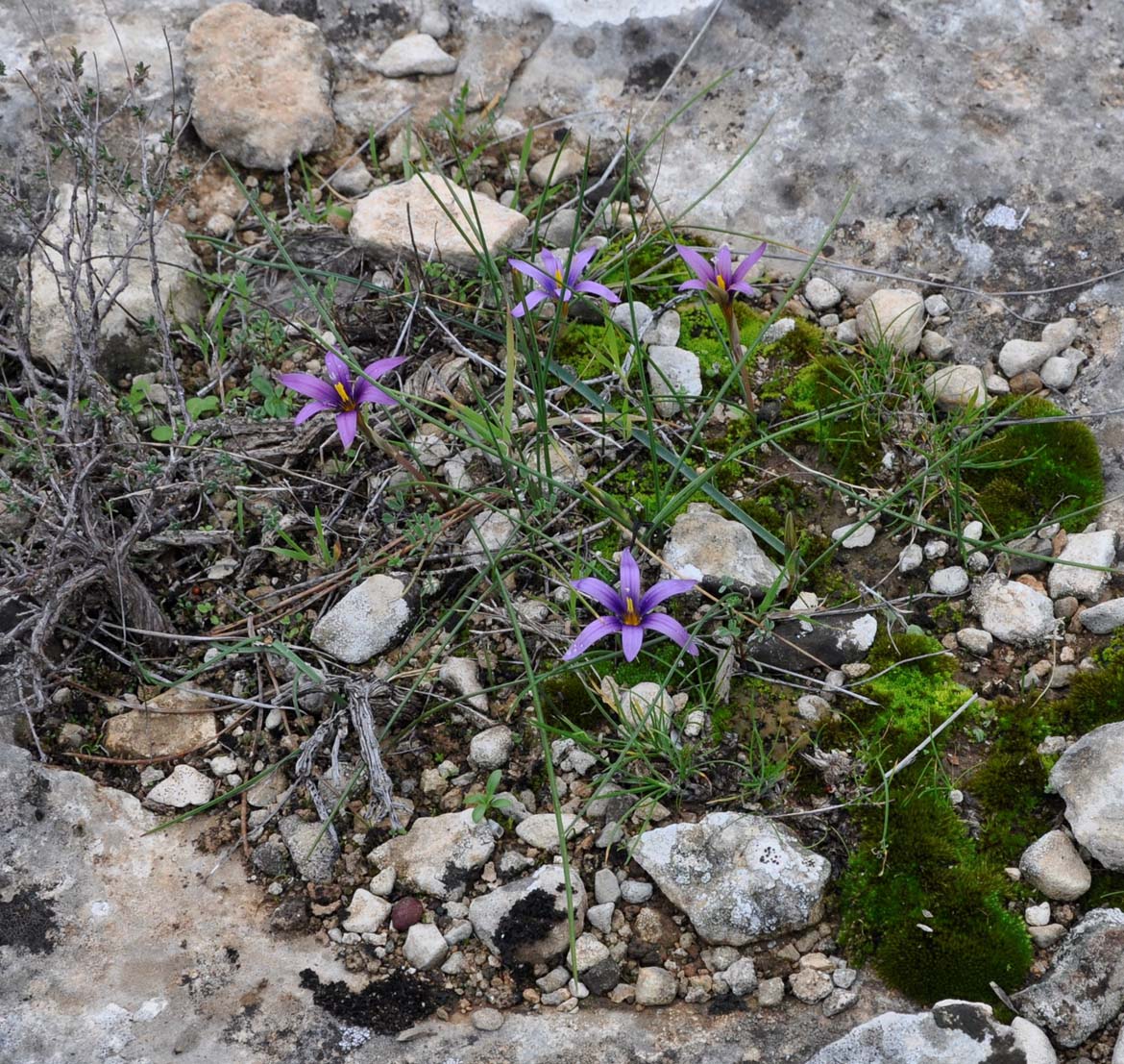 Изображение особи Romulea tempskyana.