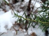 Juniperus communis. Веточка. Беларусь, г. Гродно, лесопарк Пышки. 21.12.2018.