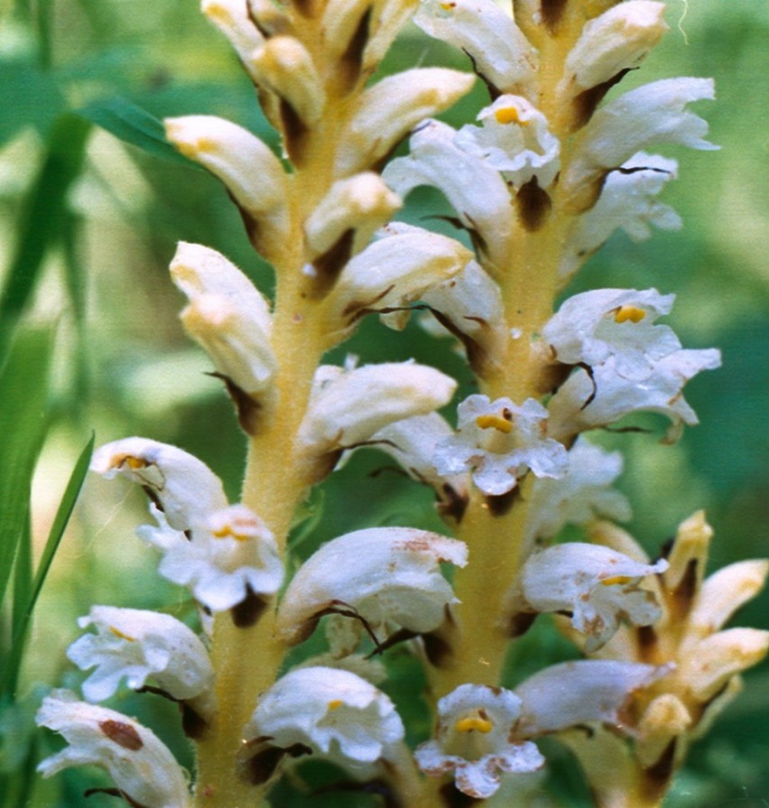 Image of Orobanche krylowii specimen.