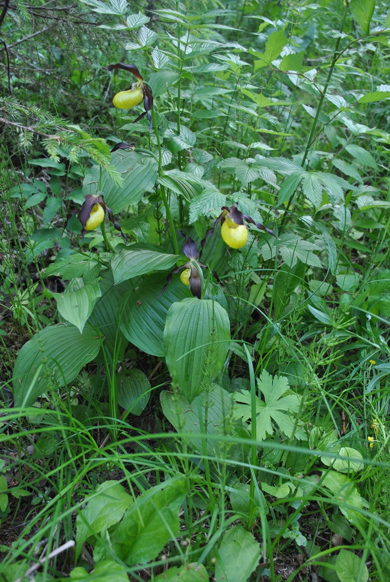 Image of Cypripedium calceolus specimen.