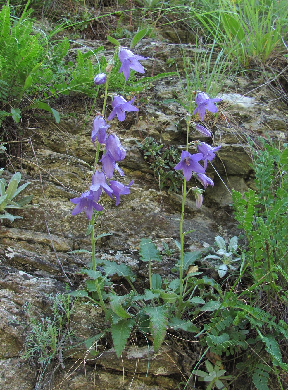 Image of Campanula sarmatica specimen.