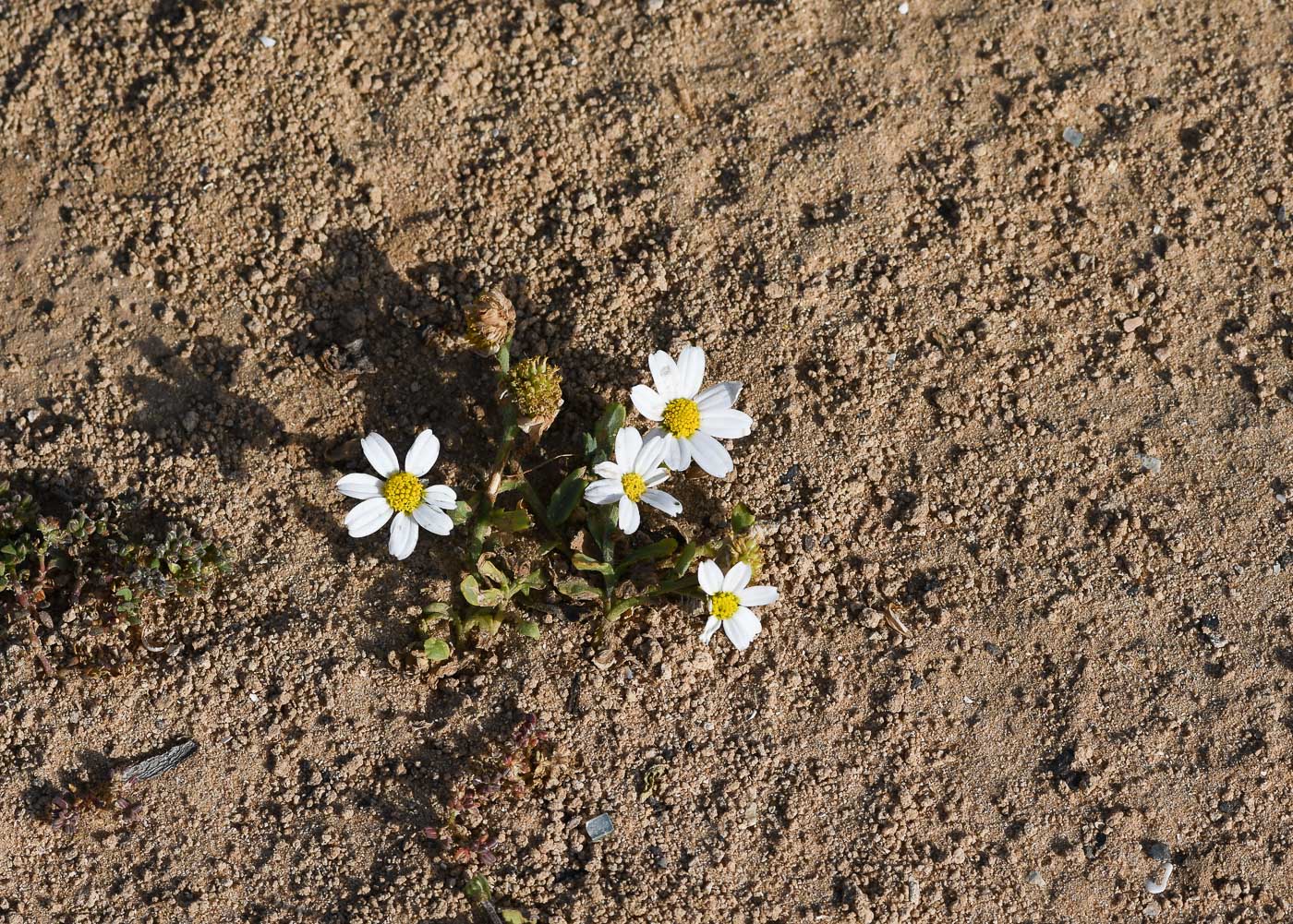 Изображение особи Anthemis leucanthemifolia.