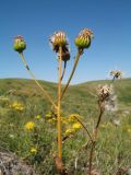 Ligularia karataviensis