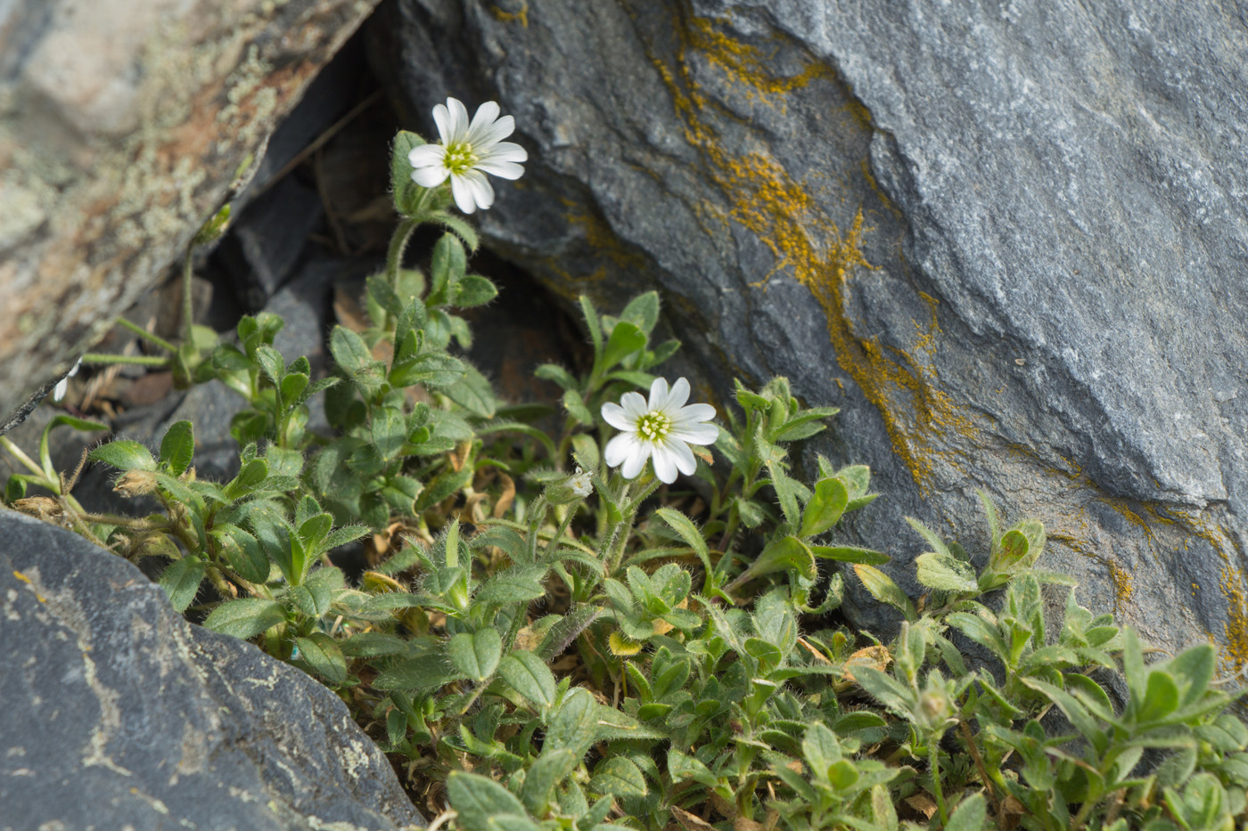 Изображение особи Cerastium krylovii.