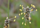 Plantago atrata