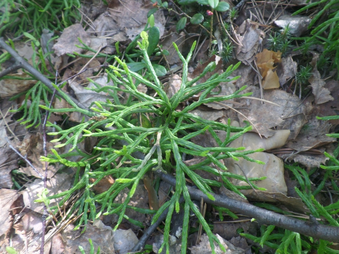 Image of Diphasiastrum complanatum specimen.