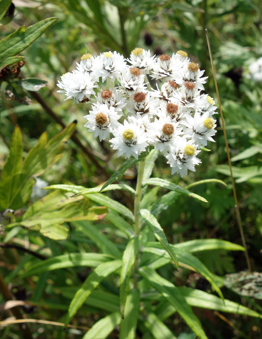 Image of Anaphalis margaritacea specimen.