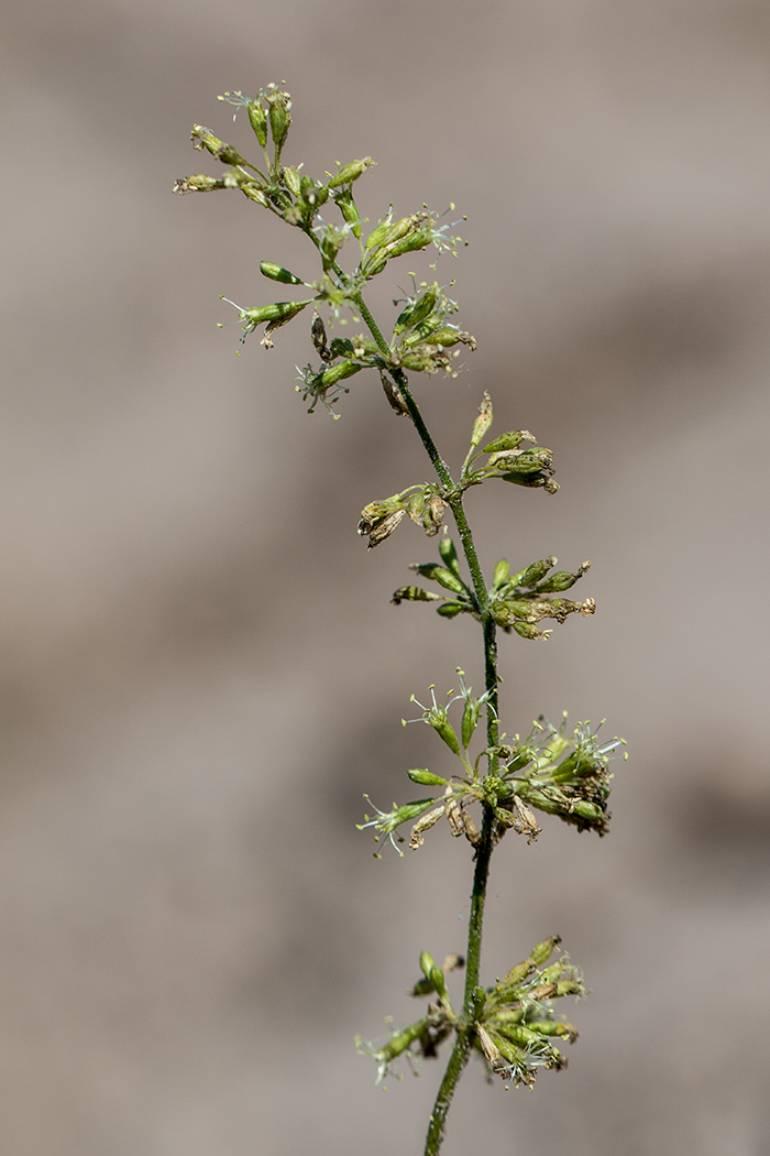 Изображение особи Silene hellmannii.