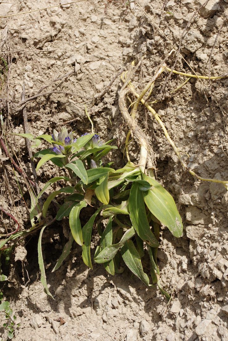 Изображение особи Gentiana cruciata.