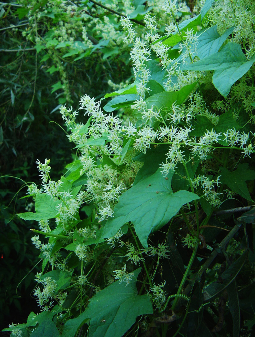 Изображение особи Echinocystis lobata.