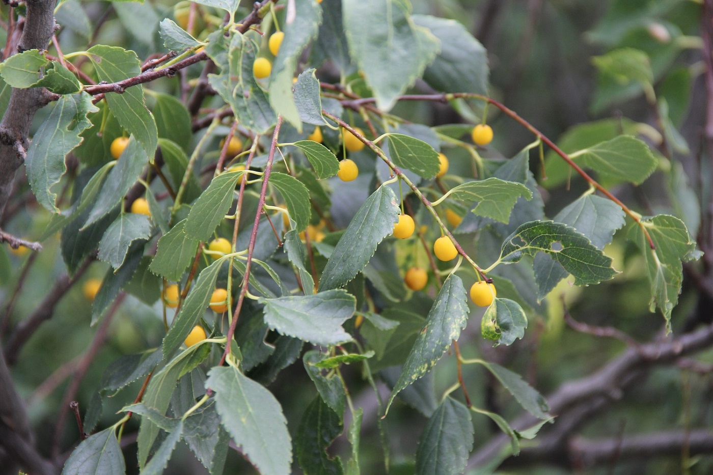 Image of Celtis glabrata specimen.