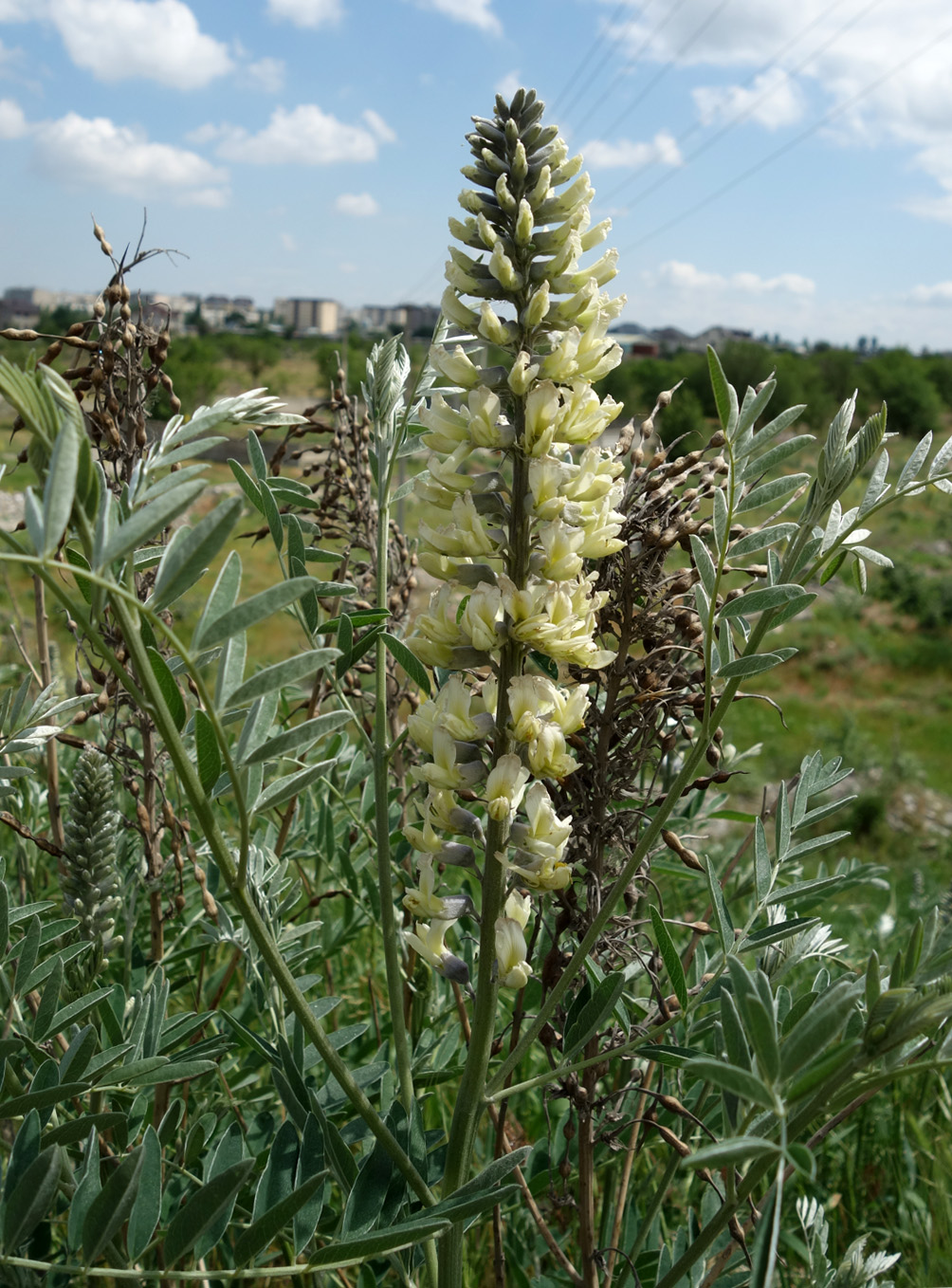 Image of Pseudosophora alopecuroides specimen.