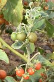 Solanum olgae