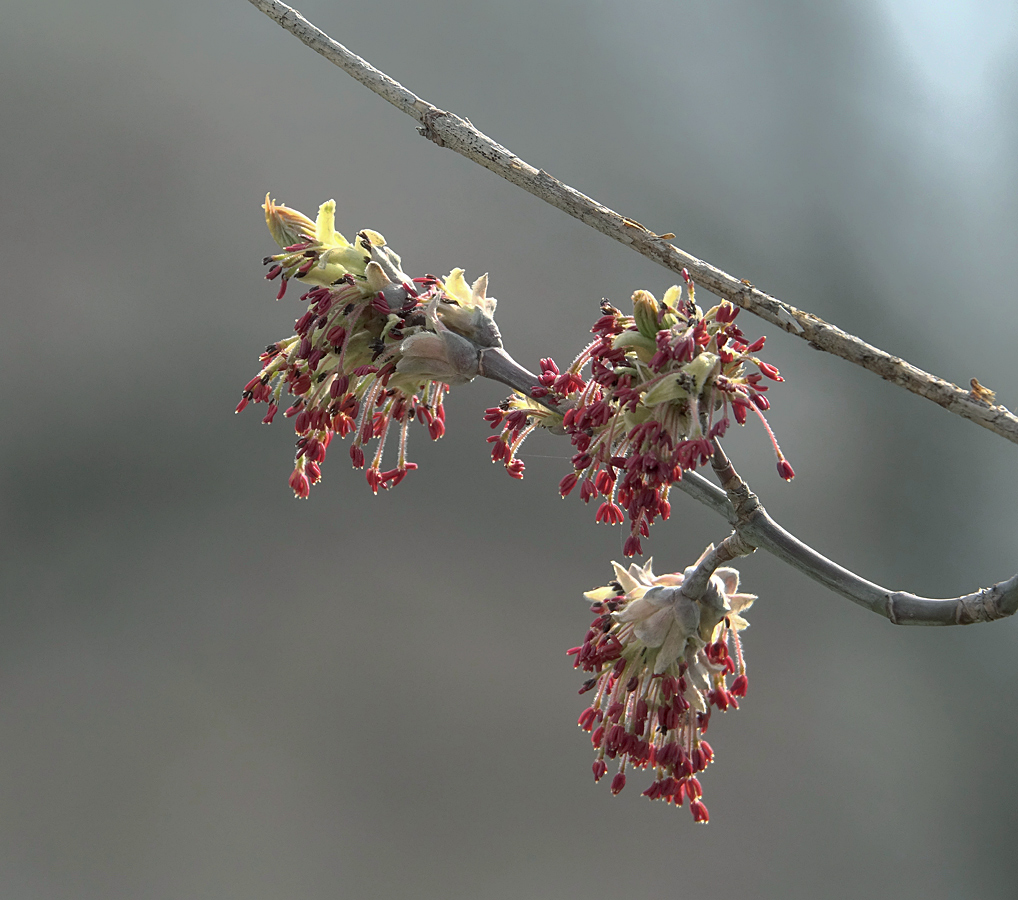 Image of Acer negundo specimen.