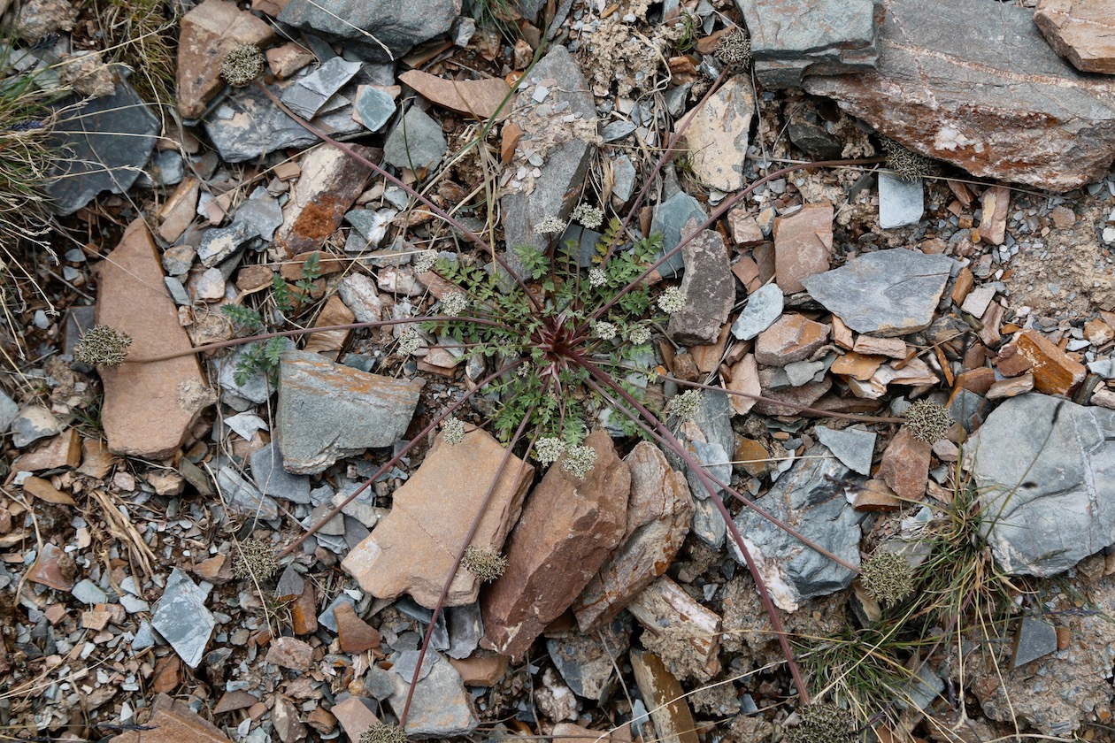 Image of Lomatocarpa albomarginata specimen.