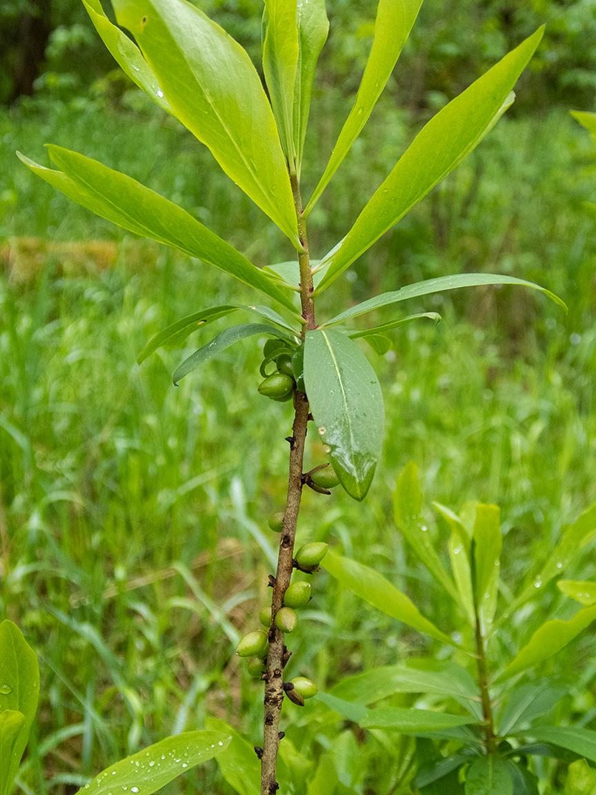 Image of Daphne mezereum specimen.